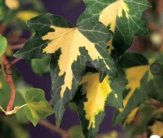 Hedera helix
                    goldheart