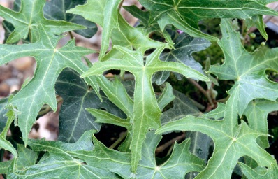 Hedera helix
                    Maple Leaf