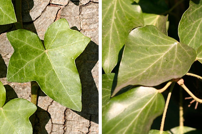 Ivy leaves, young jagged
                    like maple and old like a sweetheart
