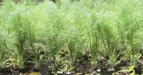 Fenchel auf dem Feld, Anbau von Fenchel