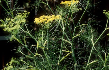 Hinojo, las
              flores amarillas en forma de umbelas