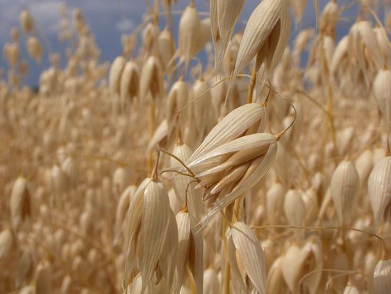 Hafer auf einem
                Haferfeld