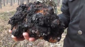 un hongo chaga cosechado, el lado exterior
                  negro