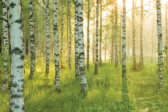 Birkenwald in
                Finnland