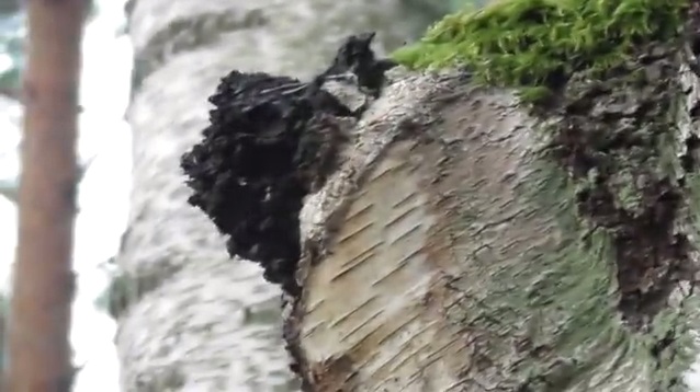 Chaga-Pilz
                  an einer Birke 02