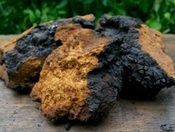 Heilpilz Chaga