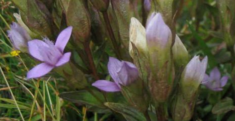 Hercampuri (Gentianella Alborosea) blau-violett,
                ein kleiner Enzian in den Anden von Peru