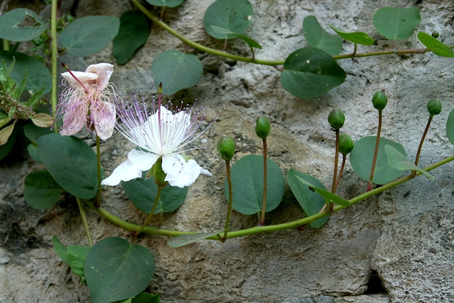 Caper buds on a
              caper bush