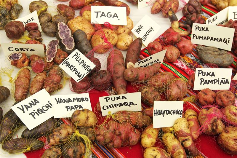 Papas del Per� 01