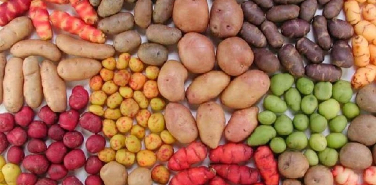 Papas del Per� 02