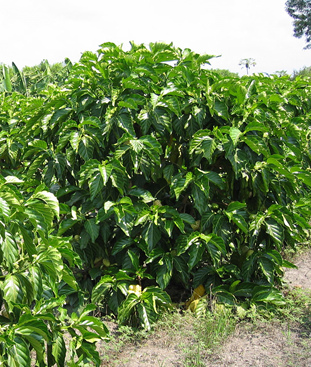 Noni tree