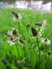 Spitzwegerich (Plantago lanceolata)