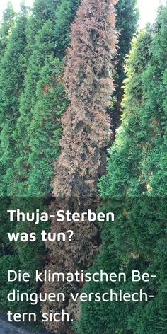 Thuja mit Sonnenstich wird braun und stirbt
                    ab