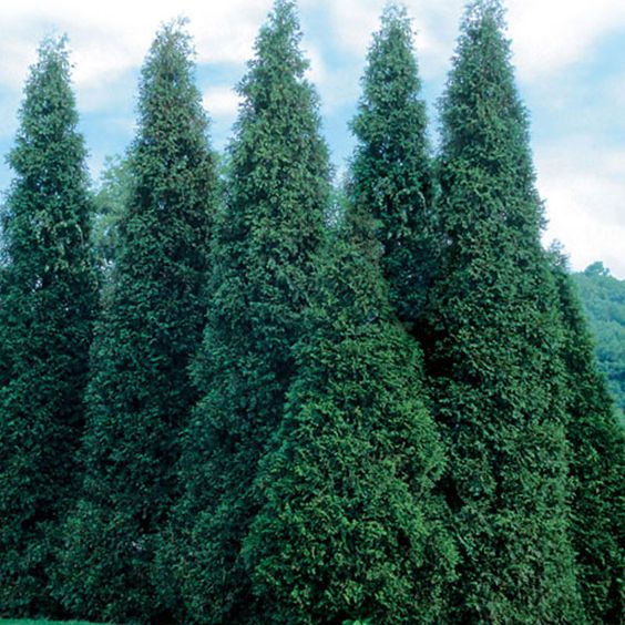 Thuja Baumschule