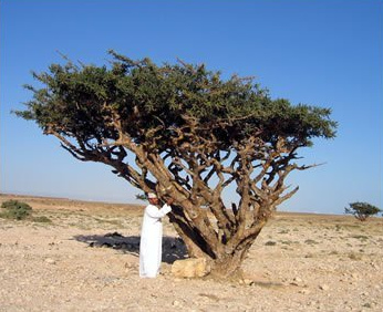 arbre �
                encens Boswellia sacra