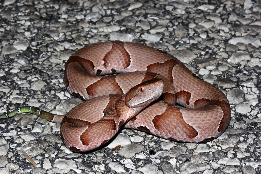Kupferkopfschlange (Agkistrodon
                contortrix phaeogaster)