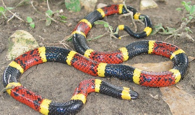 Harlekin-Korallenotter (Micrurus fulvius)