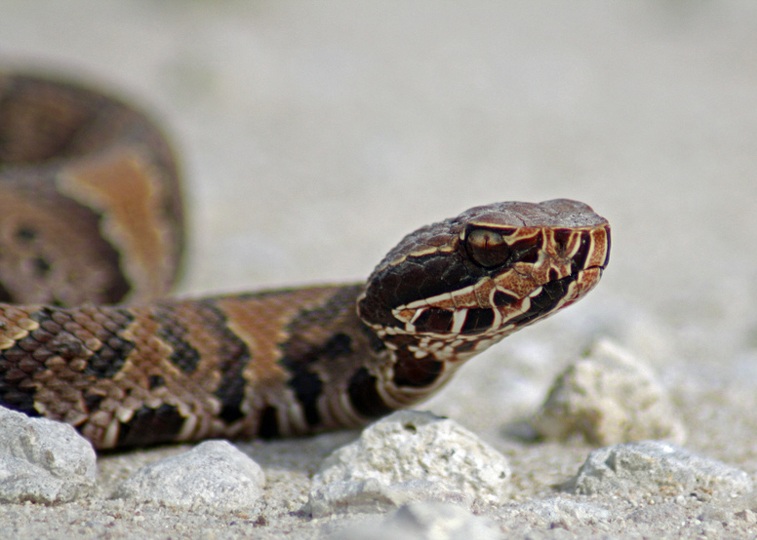 Florida Cottonmouth snake (Agkistrodon conanti)