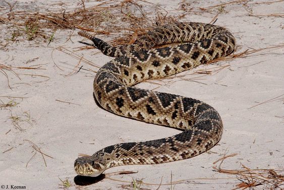 Diamondback rattlesnake (Crotalus adamanteus)