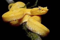 Eyelash viper, a
                lance-head pit viper (Bothriechis schlegelii)