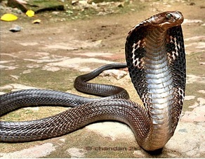 Indian Cobra (Naja tripudians / Naja naja)