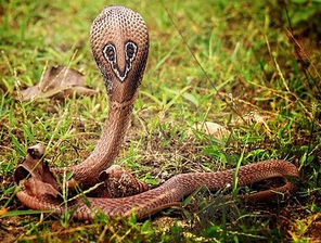 Indian Cobra
                (Naja tripudians / Naja naja): the back side with the
                glasses design