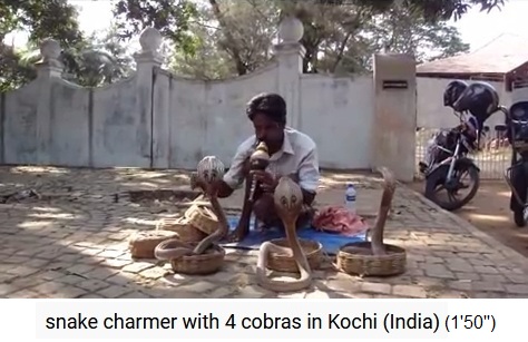 Schlangenbeschw�rer in Indien mit
                  mehreren Kobras