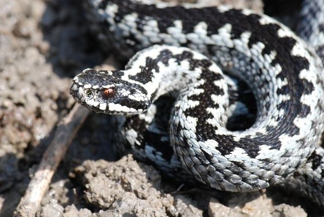 Common European viper (Vipera berus) in
                black and white