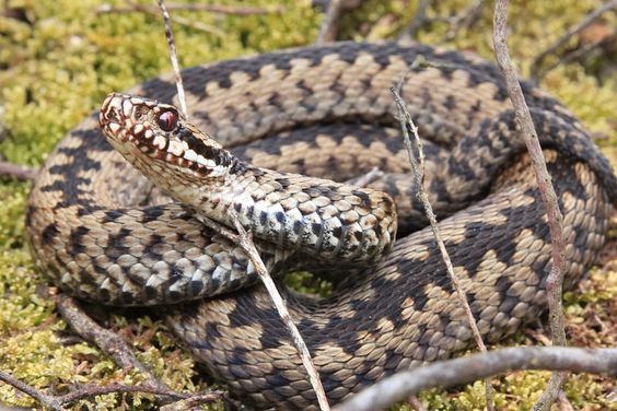 Common European viper (Vipera berus) in
                black and brown