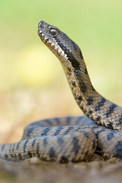 Aspic viper Germany in defense position Aspic viper Germany in defense position