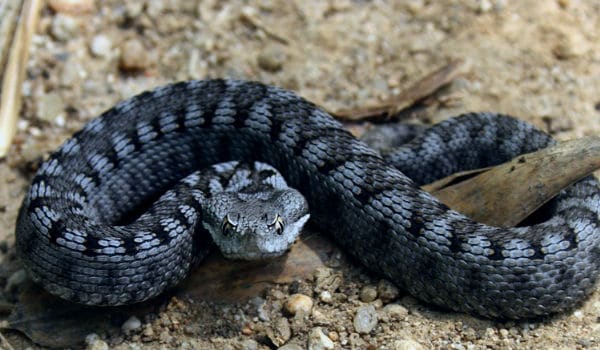 Aspisviper Spanien in blau mit schwarzem Muster