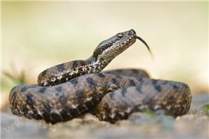 Aspic viper Germany beige -brown with a
                black pattern