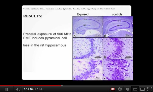 900 MHz:
                  Der Hippocampus von Ratten hat weniger Zellen.