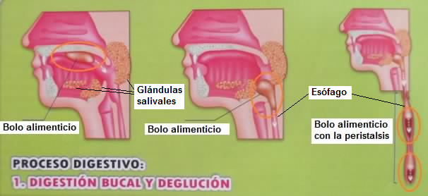 El bolo alimenticio se mueve de la boca al
                    esófago