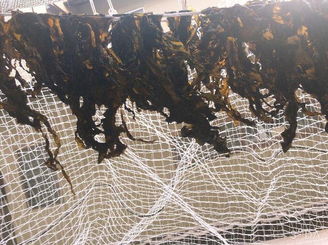 Alge
                                        Seetang Wakame trocknet am Netz