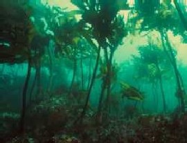 Baumalge Arame im
                                        Meer stehend
