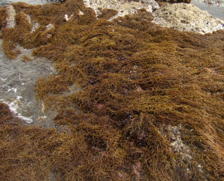 Hiziki-Algen
                                          an einer Felsküste