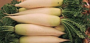 Winterradijs (Daikon-radijs,
                                Japanse radijs, Chinese radijs)
