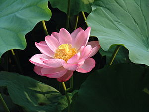 Lotusblume
