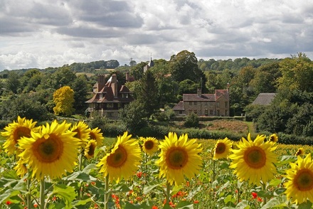 Sonnenblumenfeld in
                                        Luddesdown, England