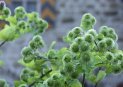 Greater burdock
