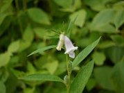 Sesampflanze
                                        mit Sesambl�te