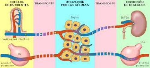 Desintoxicaci�n esquema 01 con nutrici�n
                          y aire