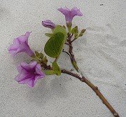 Flor de arena Flor de arena