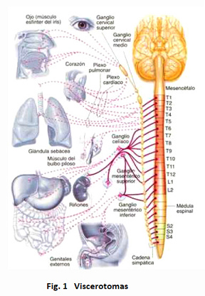 Cada vertebra
                              tiene su conexi�n con �rganos distintos