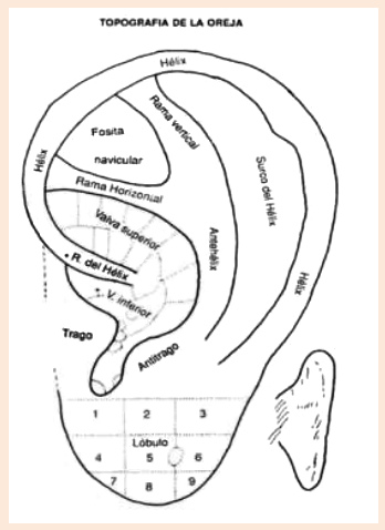 Topografía de la oreja