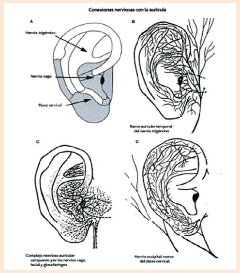 Esquemas de la oreja con los
                  nervios