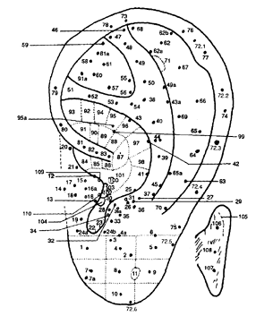 La oreja con sus puntos de la
                              acumpuntura (cartograma auricular)