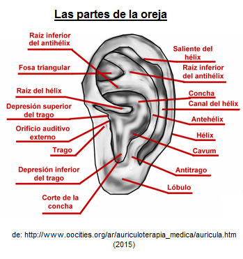 Las
                            partes de la oreja