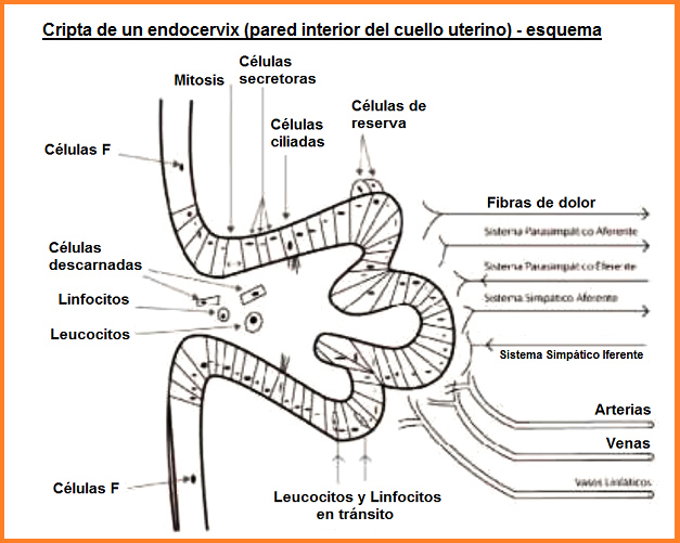 Fig 3: Esquema de una cripta
                  del endocervix (pared interior del cuello uterino)